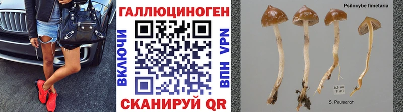 Галлюциногенные грибы Cubensis  что такое   Корсаков 